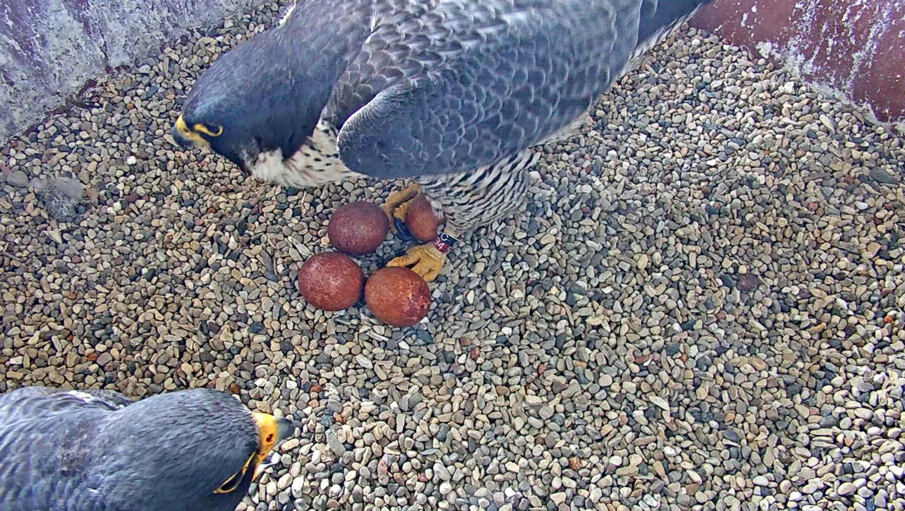 Weston peregrine falcons with four eggs May 2 2018.JPG